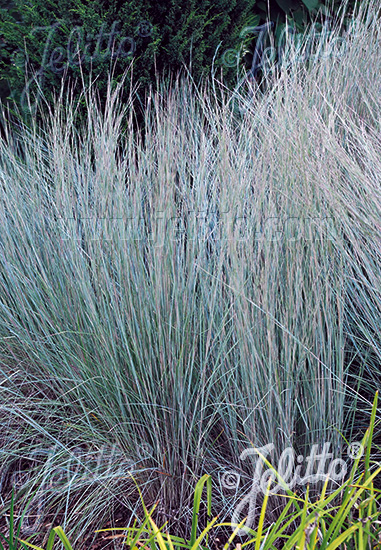 Andropogon scoparius ´Prairie Blues´