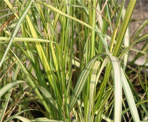 Calamagrostis acutiflora ´England´