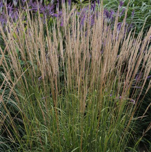 Calamagrostis acutiflora ´Waldenbuch´