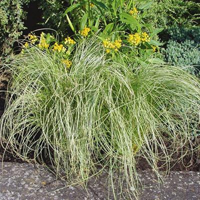 Carex albula ´Amazon Mist´