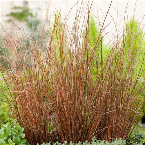 Carex buchananii ´Red Rooster´