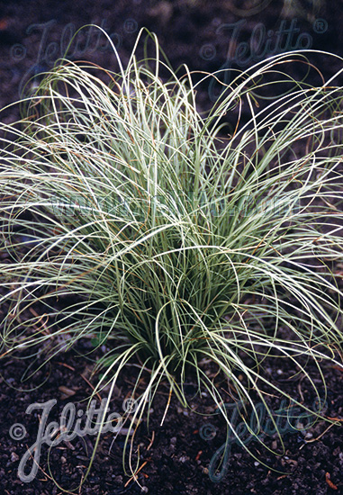 Carex comans ´Frosted Curls´