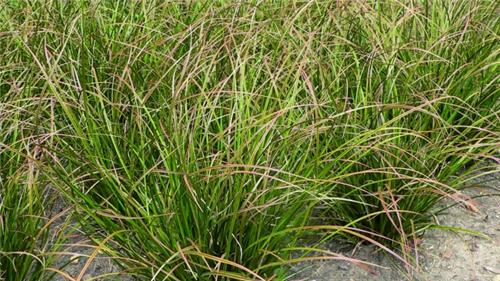 Carex howardii ´Phoenix Green´