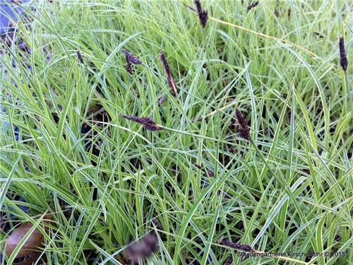 Carex montana ´Raureif´