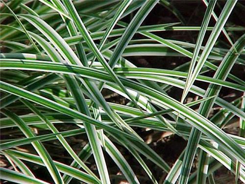 Carex morrowii ´Goldband´