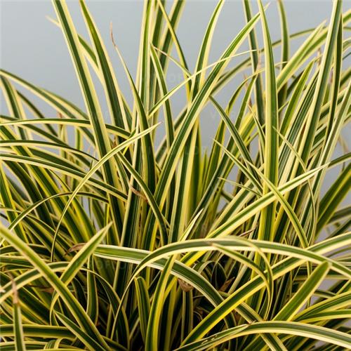 Carex morrowii ´Vanilla Ice´