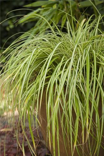 Carex oshimensis ´Evergold´