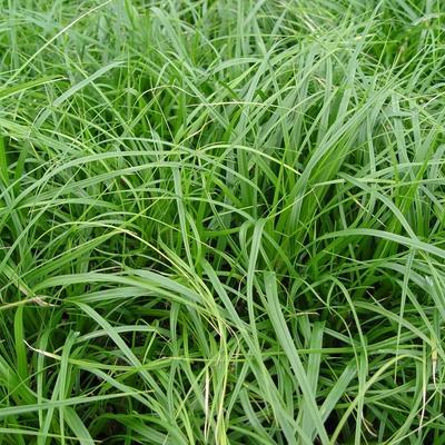 Carex oshimensis ´J.S.Greenwell´