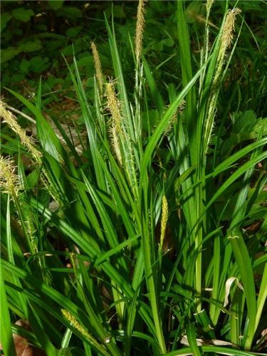 Carex sylvatica