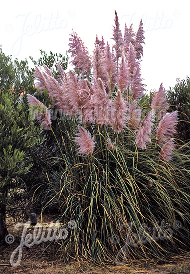 Cortaderia selloana ´Rose Plume´