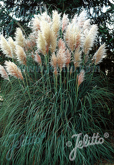 Cortaderia selloana ´White Plume´