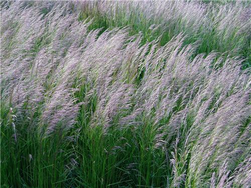 Deschampsia caespitosa ´Bronzeschleier´