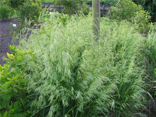 Deschampsia caespitosa ´Goldschleier´