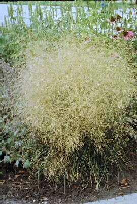 Deschampsia caespitosa ´Goldtau´