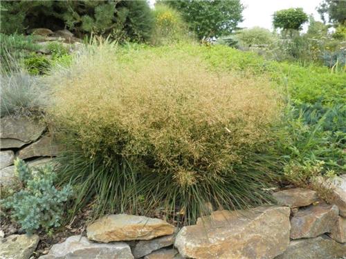 Deschampsia caespitosa ´Palava´