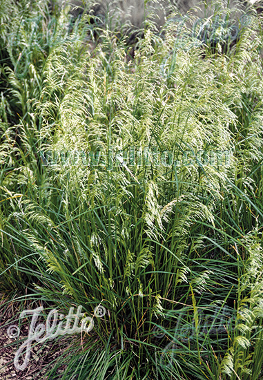 Deschampsia caespitosa ´Pixie Fountain´