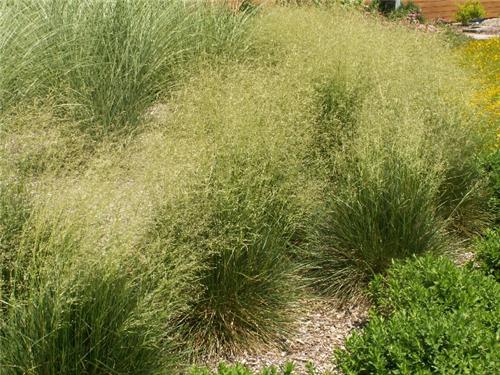 Deschampsia caespitosa ´Schottland´