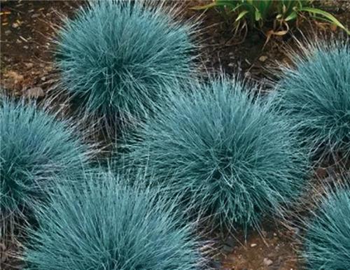 Festuca cinerea ´Azurit´