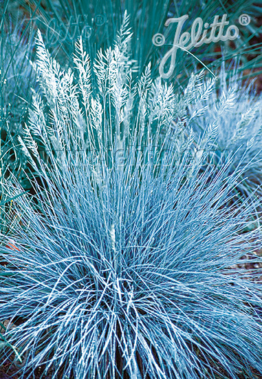 Festuca cinerea (glauca) ´Blue Select´