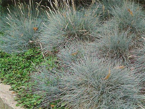 Festuca cinerea ´Eisvogel´