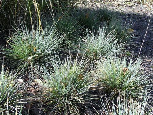 Festuca cinerea ´Elijah Blue´