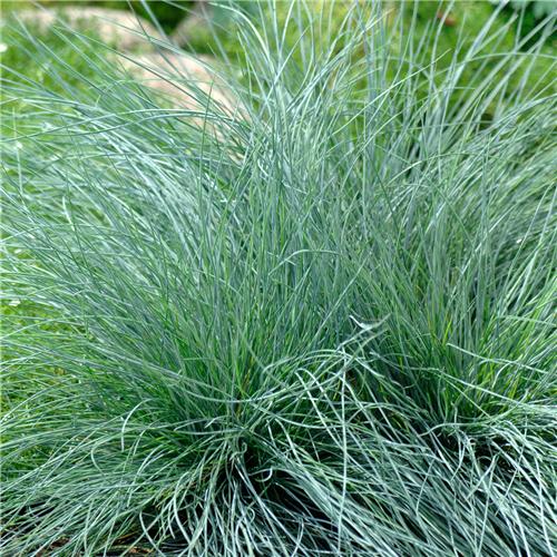 Festuca cinerea ´Festina´