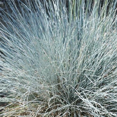 Festuca cinerea ´Uchte´