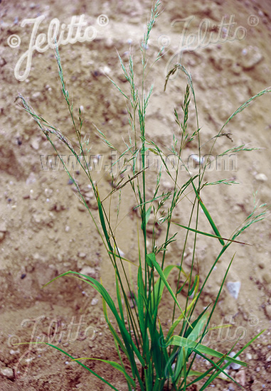 Festuca gigantea