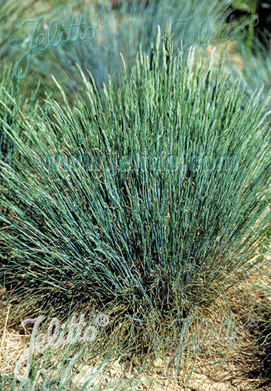 Festuca valesiaca