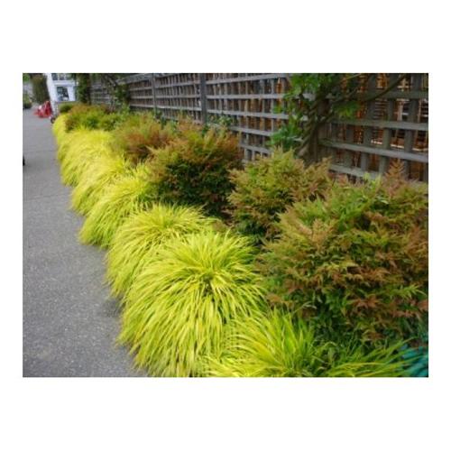 Hakonechloa macra ´All Gold´