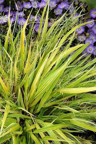 Hakonechloa macra ´Stripe it Rich´