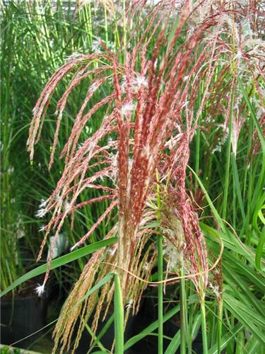 Miscanthus sinensis ´Flamingo´