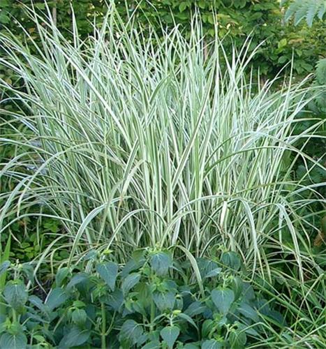 Miscanthus sinensis ´Rigoletto´