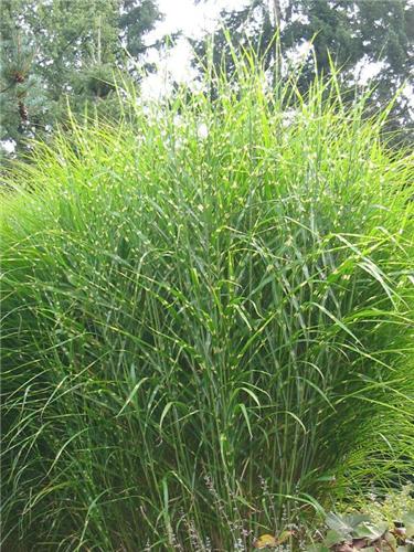 Miscanthus sinensis ´Strictus´