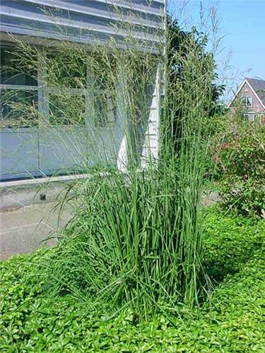 Molinia arundinacea ´Windspiel´