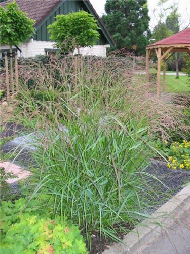 Panicum virgatum ´Squaw´