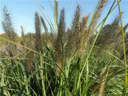 Pennisetum alopecuroides ´Moudry´