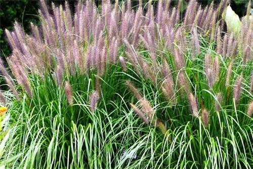 Pennisetum alopecuroides ´Red Head´