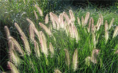 Pennisetum compressum