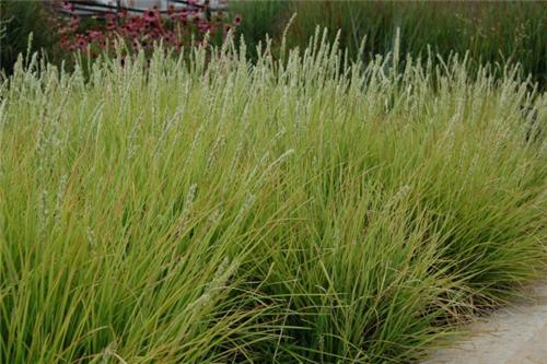 Sesleria autumnalis