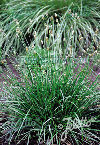 Sesleria caerulea