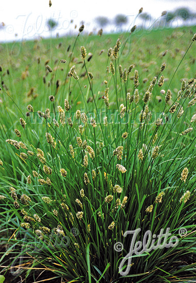 Sesleria heufleriana