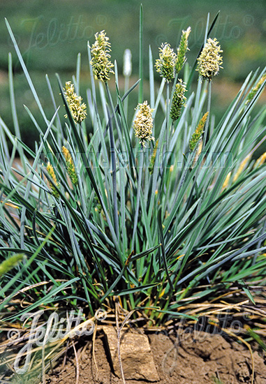 Sesleria nitida