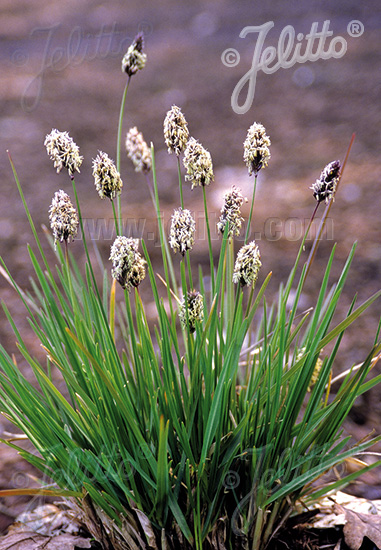 Sesleria sadleriana