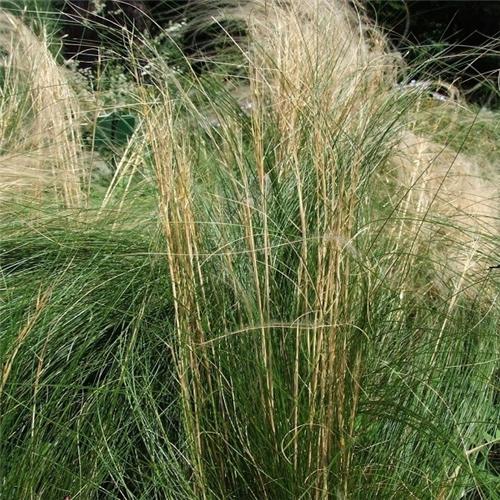 Stipa capillata