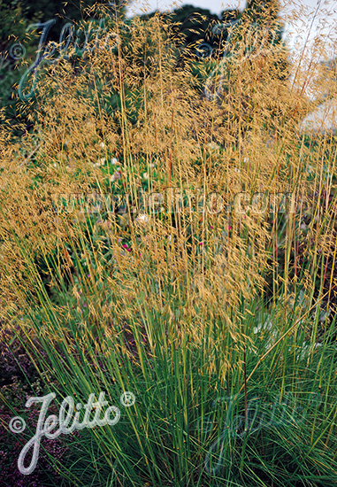 Stipa gigantea