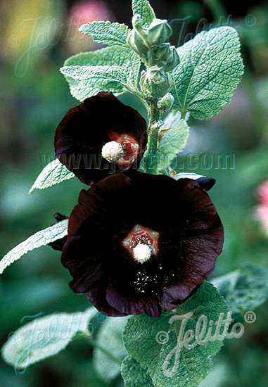 Alcea rosea var. nigra