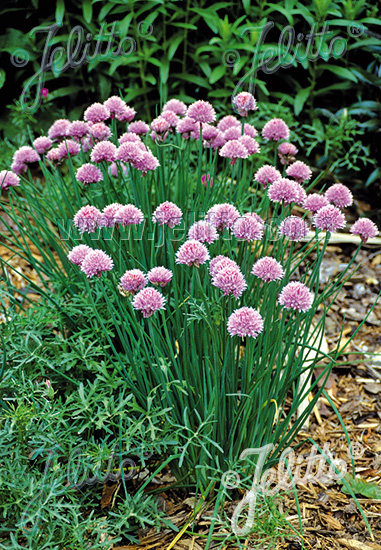 Allium schoenoprasum