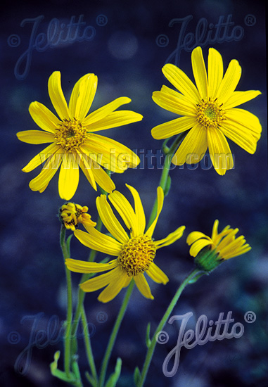 Arnica montana