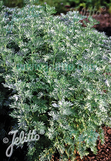 Artemisia absinthium